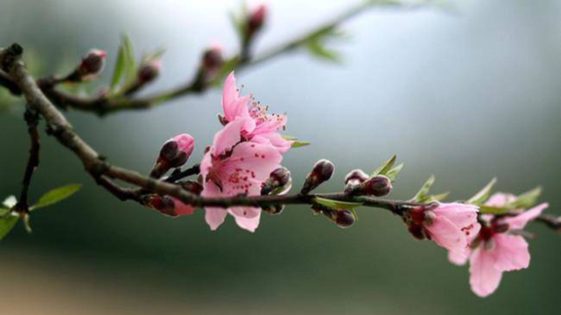 Ý Nghĩa Phong Thủy Của Hoa Đào Ngày Tết